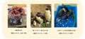 【仙台うみの杜水族館】ミナミイワトビペンギンのこど