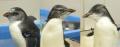 【仙台うみの杜水族館】ミナミイワトビペンギンのこど