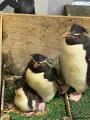 【仙台うみの杜水族館】ミナミイワトビペンギンのこど