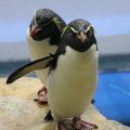 【仙台うみの杜水族館】ミナミイワトビペンギンのこど