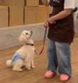 【こどもの休日の過ごし方】9/13出発 犬用アクセサリ