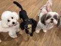 【こどもの休日の過ごし方】9/13出発 犬用アクセサリ