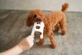 RelicグループのLittle Brave One、独自の愛犬用おや