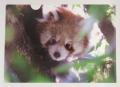 RED PANDA NETWORK JAPAN監修オリジナルグッズ発売！