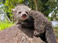 伊豆シャボテン動物公園「ビントロング」と「シロテテ 伊豆シャボテン動物公園「ビントロング」と「シロテテ