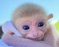 伊豆シャボテン動物公園「ビントロング」と「シロテテ 伊豆シャボテン動物公園「ビントロング」と「シロテテ