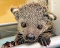 伊豆シャボテン動物公園「ビントロング」と「シロテテ 伊豆シャボテン動物公園「ビントロング」と「シロテテ
