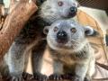伊豆シャボテン動物公園「ビントロング」と「シロテテ 伊豆シャボテン動物公園「ビントロング」と「シロテテ