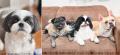 フレンチブルドッグやパグなどの愛らしい“鼻ぺちゃ犬” フレンチブルドッグやパグなどの愛らしい“鼻ぺちゃ犬”