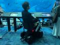 水族館では全国初!沖縄美ら海水族館で近距離モビリテ 水族館では全国初!沖縄美ら海水族館で近距離モビリテ
