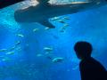 水族館では全国初!沖縄美ら海水族館で近距離モビリテ 水族館では全国初!沖縄美ら海水族館で近距離モビリテ