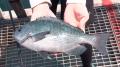 【THEフィッシング】釣って食べて夏を満喫！海釣り公