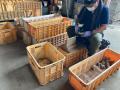 高齢化等により労働力が不足している青森県の農家さん 高齢化等により労働力が不足している青森県の農家さん