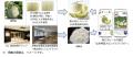 【UTAGE BREWING×JAL×JR東日本】規格外の山形県産メロ