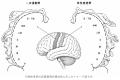 なぜ唇や手はこんなに大きい?「脳内の身体地図」を立 なぜ唇や手はこんなに大きい?「脳内の身体地図」を立