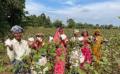 15年間でインドの綿花農家8,000世帯超を支援、2,200名 15年間でインドの綿花農家8,000世帯超を支援、2,200名