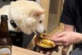 【京都】犬と泊まれる宿「DOG VILLA 木都 -KOTO- 京丹