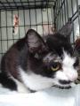 投資家・マイキー佐野、保護猫団体「NPO法人しっぽの 投資家・マイキー佐野、保護猫団体「NPO法人しっぽの