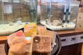 【佐賀玉屋】古民家で楽しむ、まちなかの小さな水族館