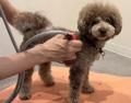 「災害時も愛犬と離れない」葛飾区・新小岩「わんこと