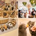 国内外40店舗・850匹以上が参加！推し猫を応援する秋