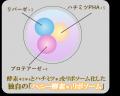 「&honey ジェルボディウォッシュ」が泡持ちUP※1！ハ