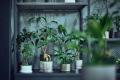 南区の植物専門店「PLANTHINK」が札幌中心部へ！初の