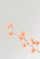 企画展「草木のいろ、花となる - 花ノ和 × アトリエシ