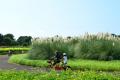 パンパスグラスの花穂が出始めました。（国営ひたち海