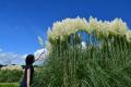 パンパスグラスの花穂が出始めました。（国営ひたち海