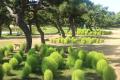 グリーンコキア見頃（国営海の中道海浜公園）