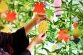 【定山渓 鹿の湯・花もみじ】秋の名月に、そっと願い