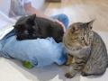 【仙台】2009年創業の老舗猫カフェの想いを継承！保護