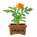開けてからのお楽しみ。運試し感覚で楽しむ栽培キット