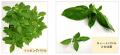 植替えいらずで育てられる 葉も茎も料理に使える品種 