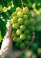 極上の旬を、味わおう。選んで、摘んで、食べ比べ。「