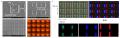 IntraPhoton CEO 本蔵俊彦、国際会議「IMID 2026」に IntraPhoton CEO 本蔵俊彦、国際会議「IMID 2026」に