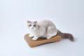 新仕様は、猫が決める。nyans、爪が丸くなるnyansの爪 新仕様は、猫が決める。nyans、爪が丸くなるnyansの爪