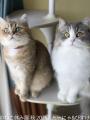 SNSで人気の猫作品が名古屋に集結！「ねこ休み展utf-8