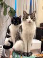 SNSで人気の猫作品が名古屋に集結！「ねこ休み展utf-8