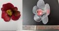 【津山高専】落花した花の流体現象をアートで発信 学 【津山高専】落花した花の流体現象をアートで発信 学