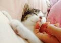 「いつもの爪切り」が、もしもの備えに。愛猫との日常 「いつもの爪切り」が、もしもの備えに。愛猫との日常