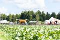 【千葉県への落花生導入150周年】“落花生を掘るために 【千葉県への落花生導入150周年】“落花生を掘るために