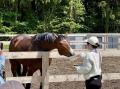 【JAF滋賀】引退競走馬とのふれあいや乗馬体験を楽し