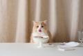 不足しがちな猫の水分補給をサポート“のむ総合栄養食”