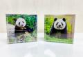 【3日間限定】写真集出版&重版記念「大パンダ展　東西