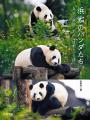 【3日間限定】写真集出版&重版記念「大パンダ展　東西