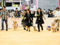 【Pet博2026 大阪】大人気ペットイベントがシルバーウ
