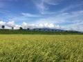 ひと夏寝かせた秋のごちそう酒。秋季限定「菊水 純米