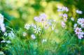 【10万株超のコスモスと、摘むと花束ができる「コスモ